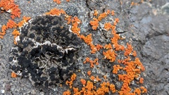 Umbilicariomycetidae