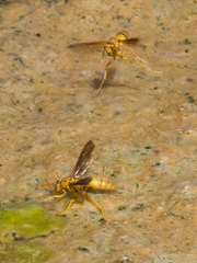 Polistes flavus