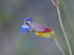 Penstemon neotericus