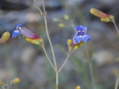 Penstemon neotericus
