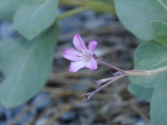 Cycladenia humilis humilis