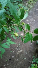 Rubus spectabilis spectabilis
