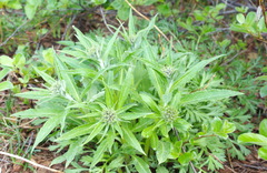 Saussurea pseudotilesii