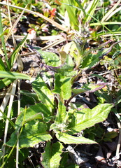 Saussurea pseudotilesii