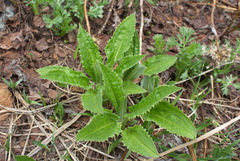 Saussurea pseudotilesii