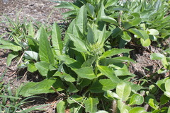 Saussurea pseudotilesii