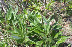 Saussurea pseudotilesii