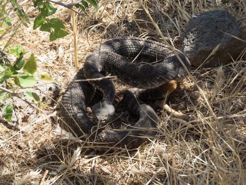 Photo of a Arizona Black Rattlesnake (Crotalus cerberus)