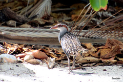 Gallirallus philippensis andrewsi