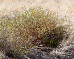 Deinandra bacigalupii