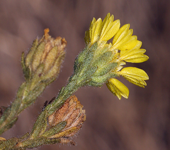 Deinandra bacigalupii