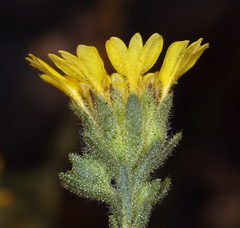 Deinandra bacigalupii