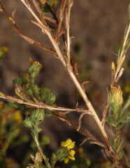 Deinandra bacigalupii