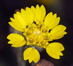 Deinandra bacigalupii