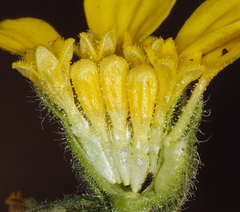 Deinandra bacigalupii