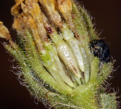 Deinandra bacigalupii