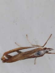 Catoptria