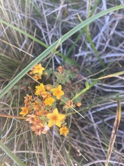 Hypericum scouleri