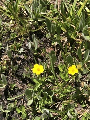 Potentilla flabellifolia