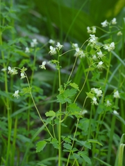 Thalictrum sparsiflorum