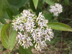 Cornus amomum