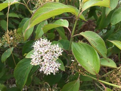Cornus amomum