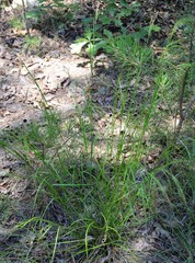 Rhynchospora inexpansa