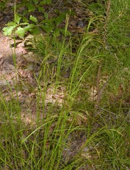 Rhynchospora inexpansa