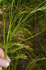 Rhynchospora inexpansa