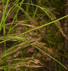 Rhynchospora inexpansa