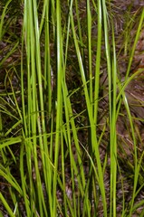 Rhynchospora inexpansa