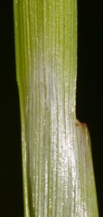Rhynchospora inexpansa