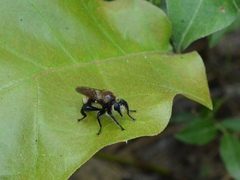 Laphria posticata