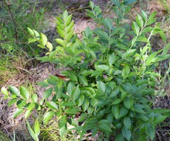 Vaccinium virgatum