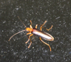 Nacerdes carniolica