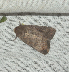 Hoplodrina blanda