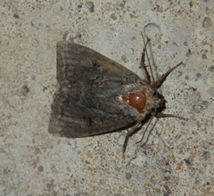 Apterogenum ypsillon