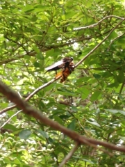 Promachus painteri