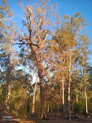 Eucalyptus crebra