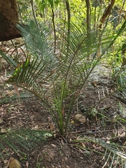 Macrozamia