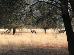 Boselaphus tragocamelus