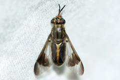 Chrysops univittatus