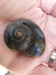 Powelliphanta