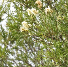 Melaleuca trichostachya