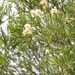 Melaleuca trichostachya - Photo (c) Scott W. Gavins, algunos derechos reservados (CC BY-NC), subido por Scott W. Gavins