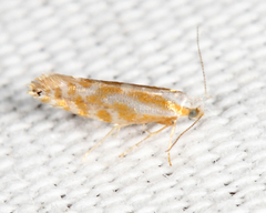 Argyresthia canadensis