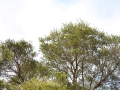 Melaleuca trichostachya