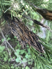 Herpotrichia juniperi