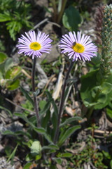 Erigeron thunbergii