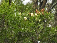 Melaleuca trichostachya